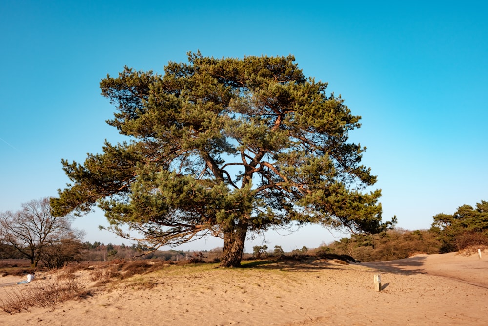 a large tree in the middle of a sandy area