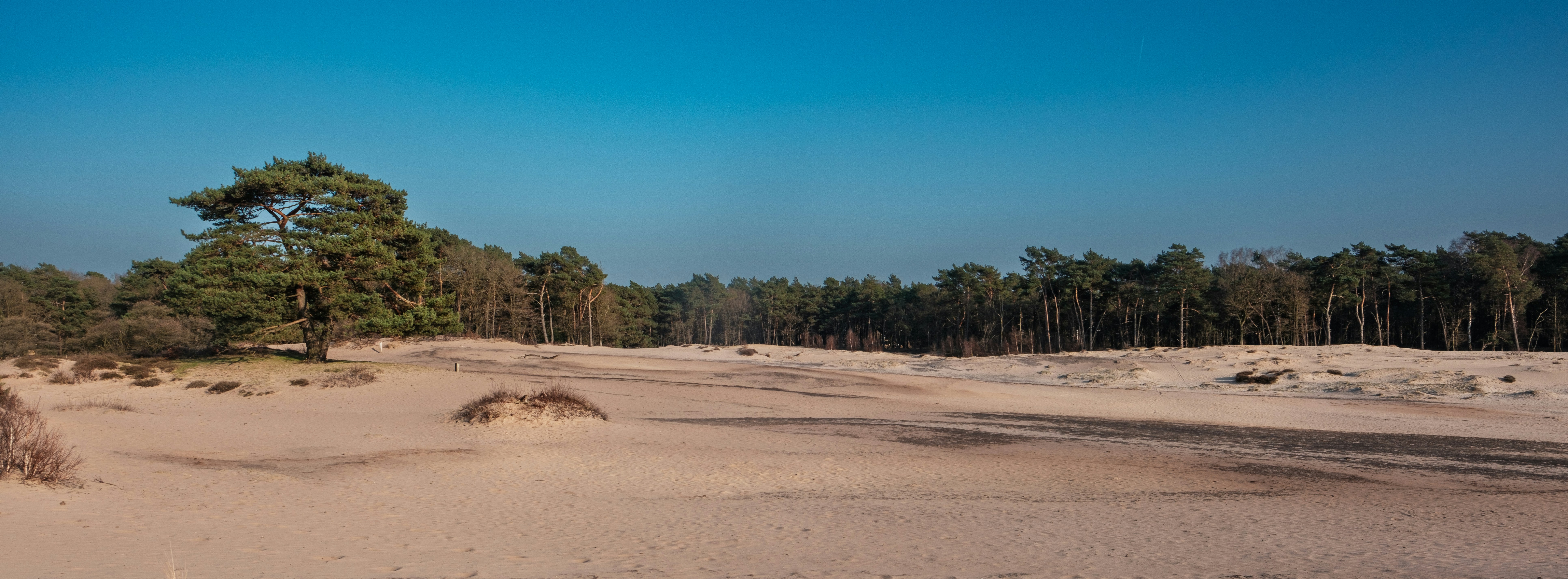 森の真ん中にある未舗装の道
