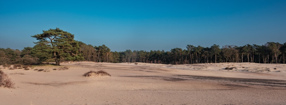 a dirt road in the middle of a forest