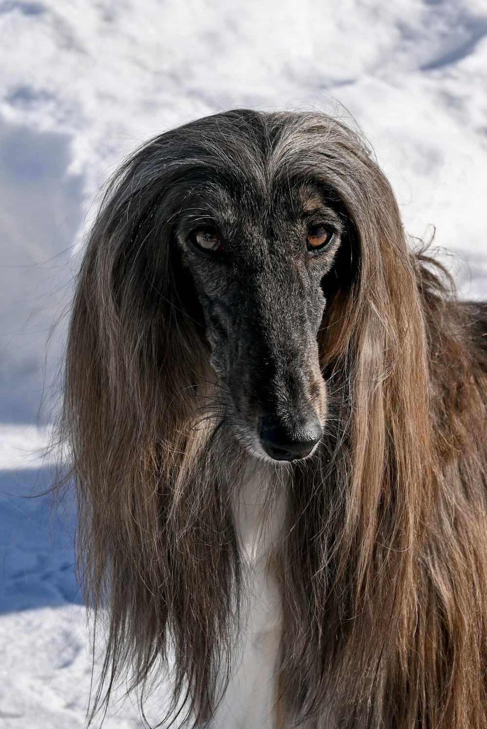 a long haired dog with long hair standing in the snow