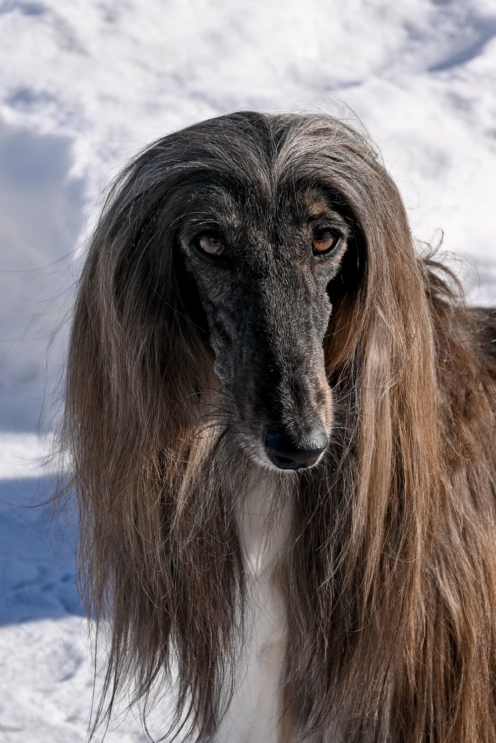 Afghan Hound, photo 3
