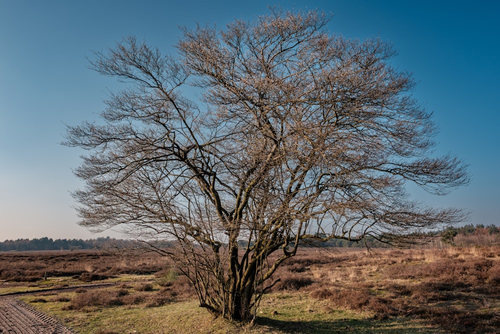 a bare tree in a grassy field on a sunny day
