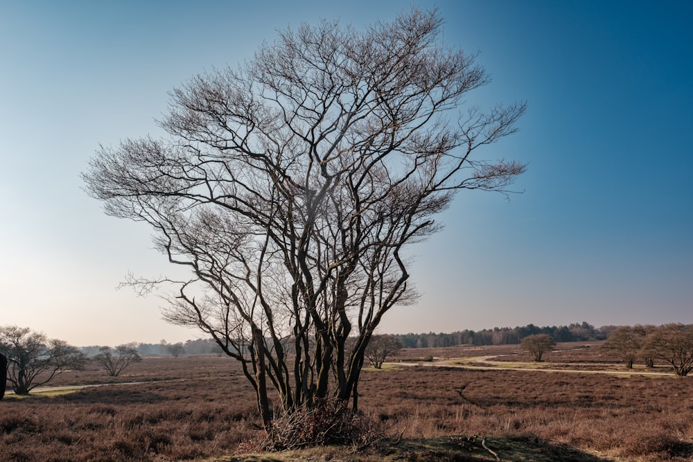 un árbol desnudo en un campo sin hojas