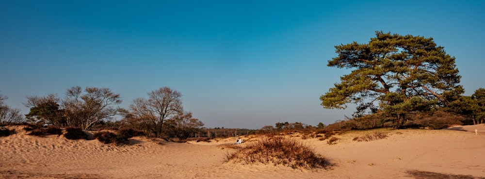 a lone tree in the middle of a sandy area