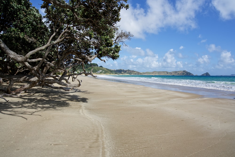 Une plage de sable au bord de l’océan sous un ciel bleu