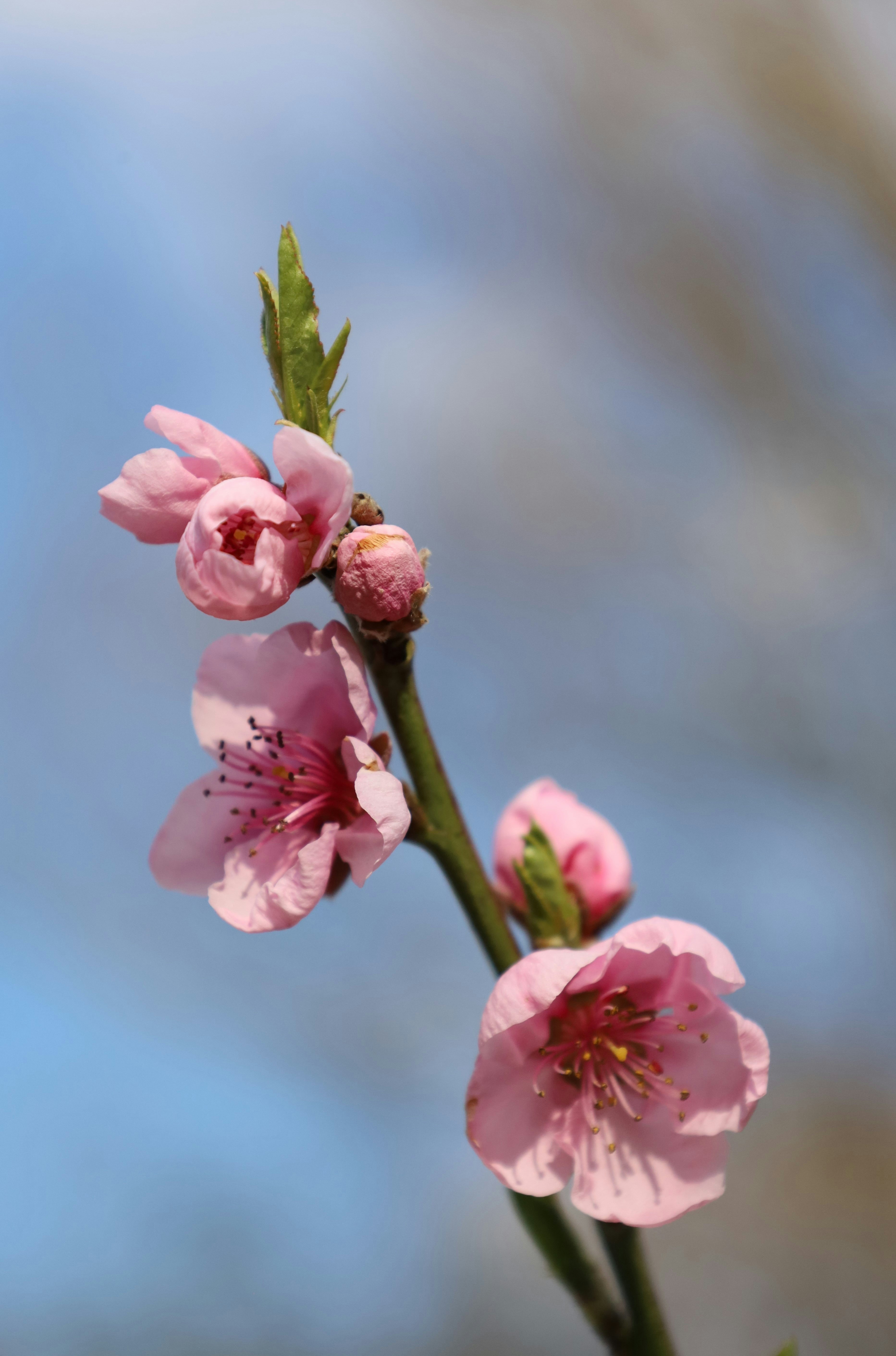 a branch with pink flowers on it against a blue sky