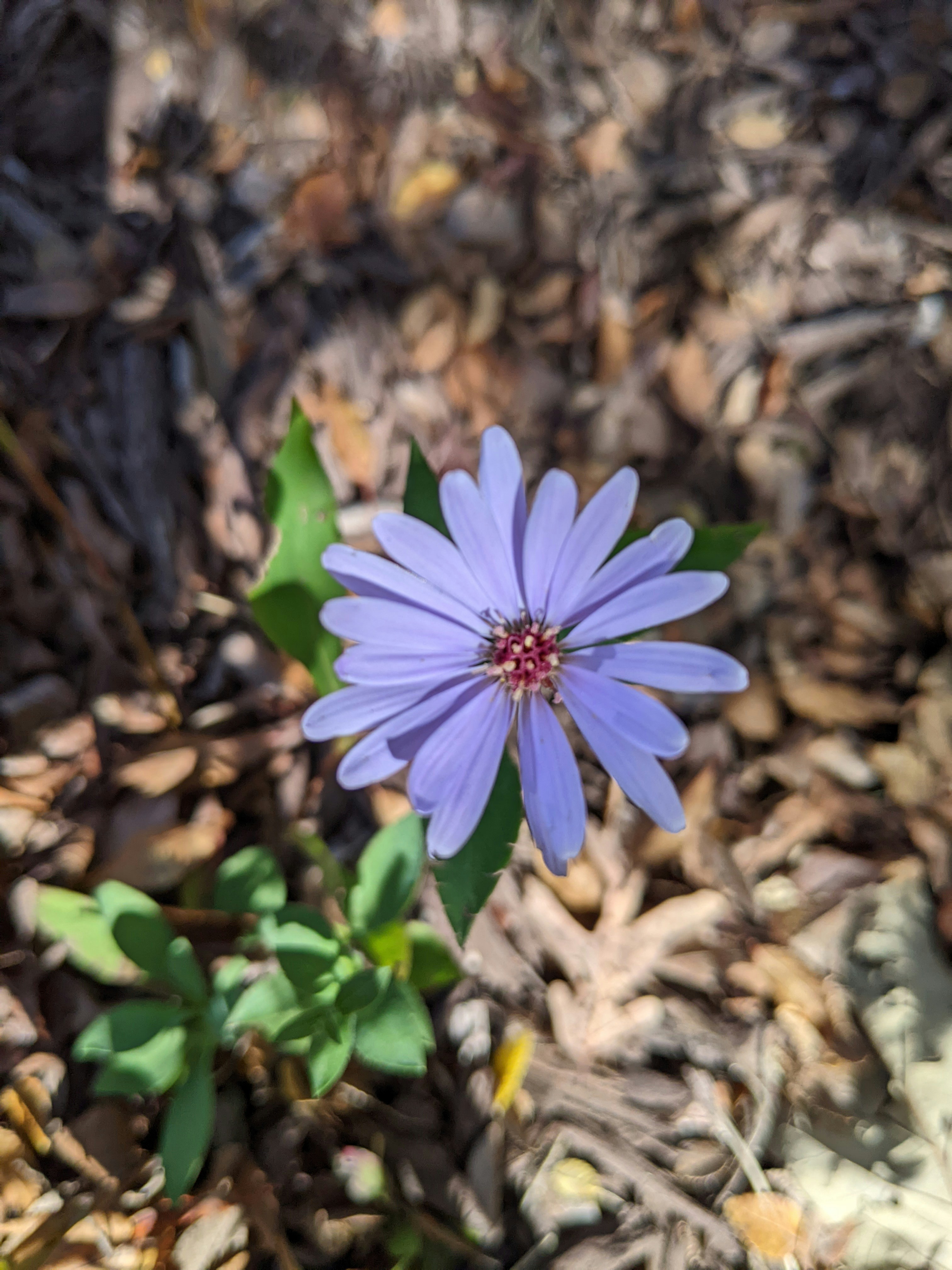 Photo by geethasravanthi