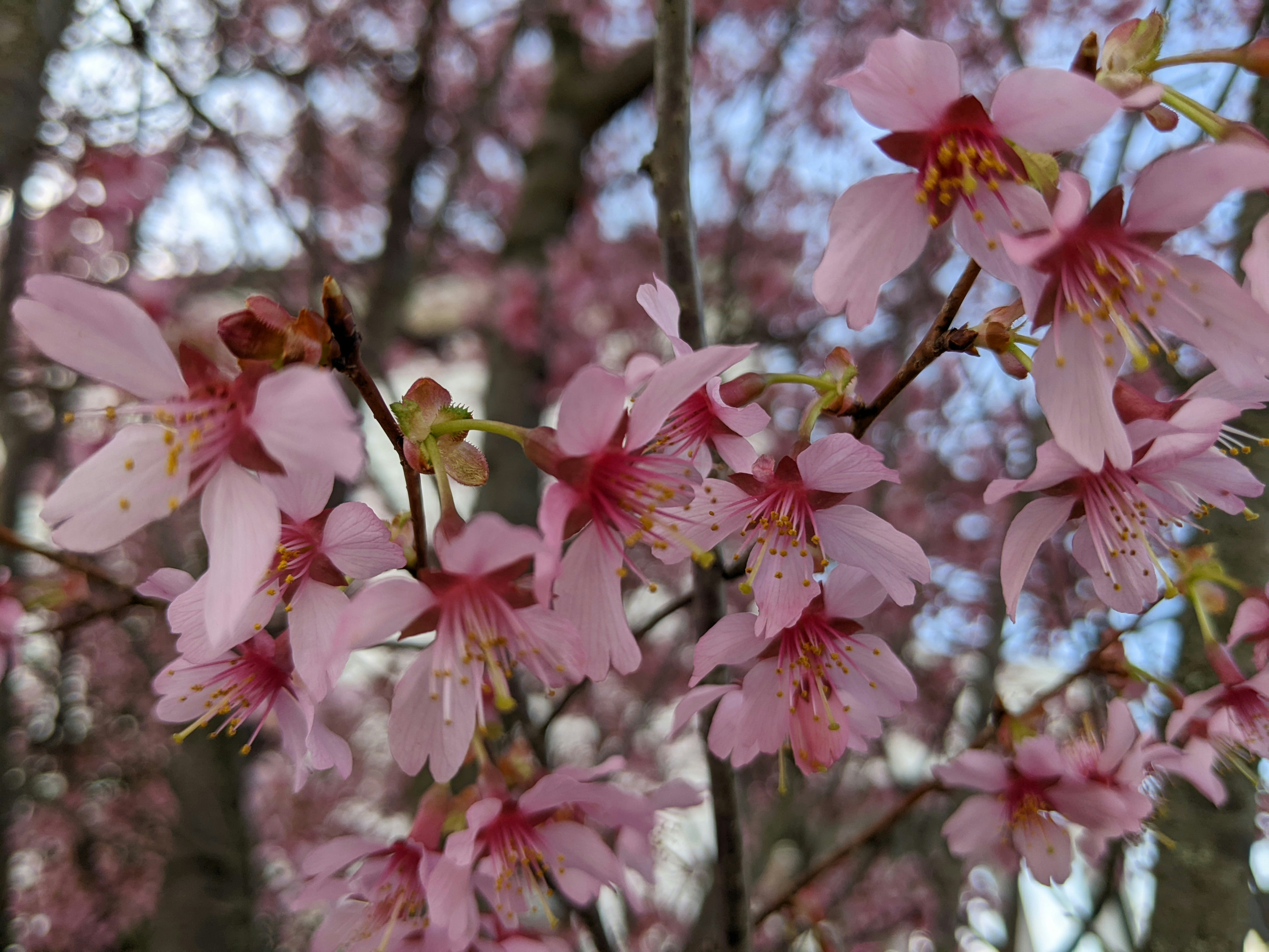 Photo by geethasravanthi