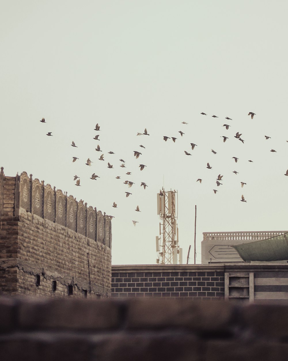 a flock of birds flying over a brick building