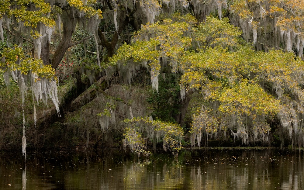 a body of water surrounded by trees covered in moss