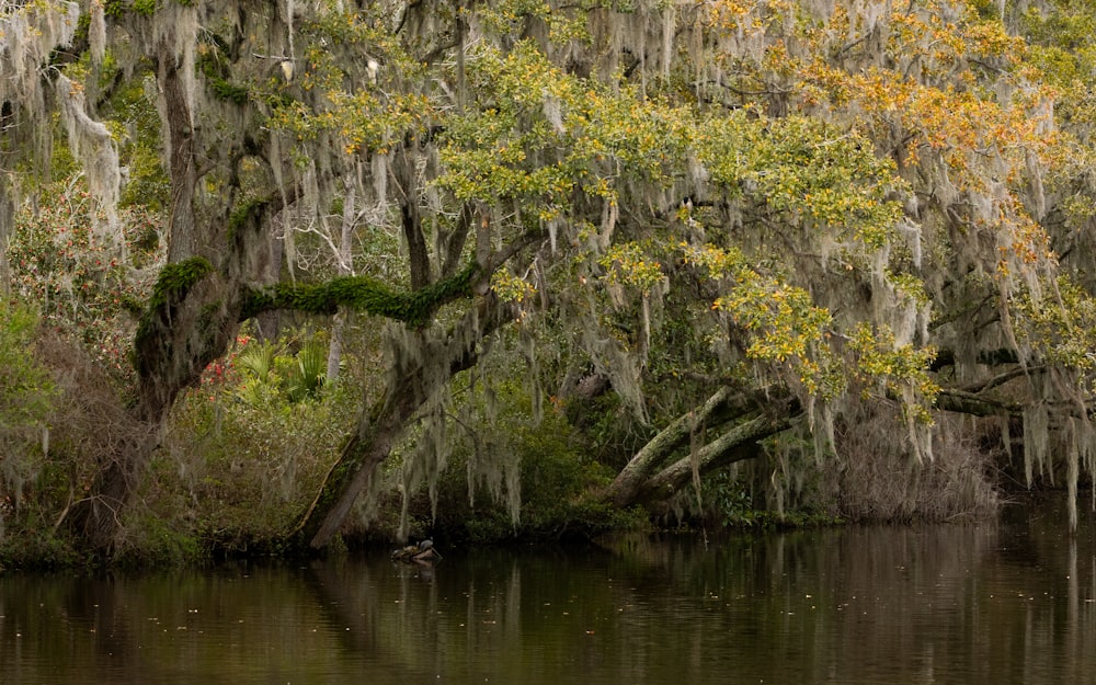 a large tree with moss hanging over it's branches over a body of water