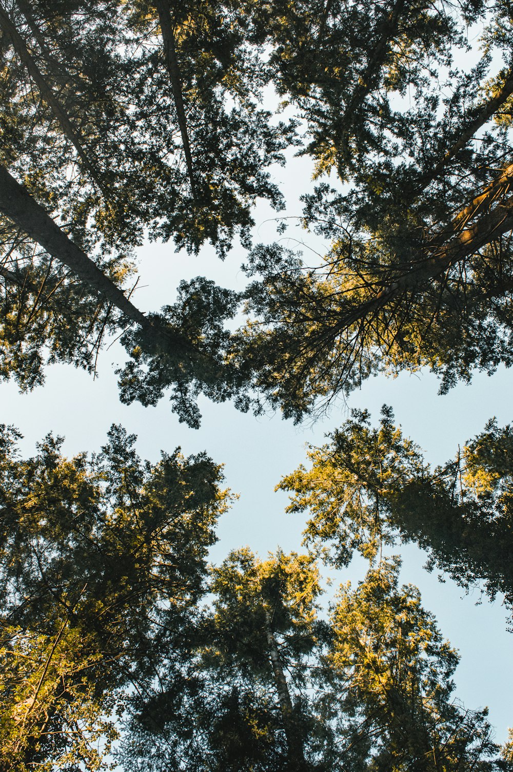 looking up at the tops of tall trees