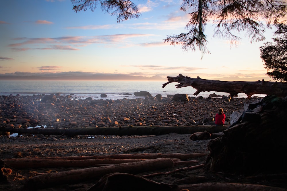 a person standing on a beach next to a tree