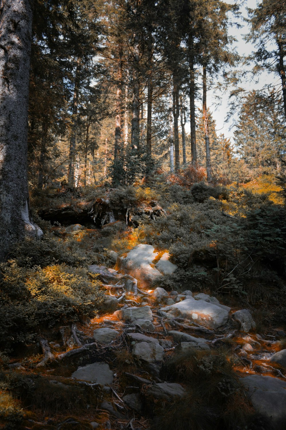 a rocky path in the middle of a forest