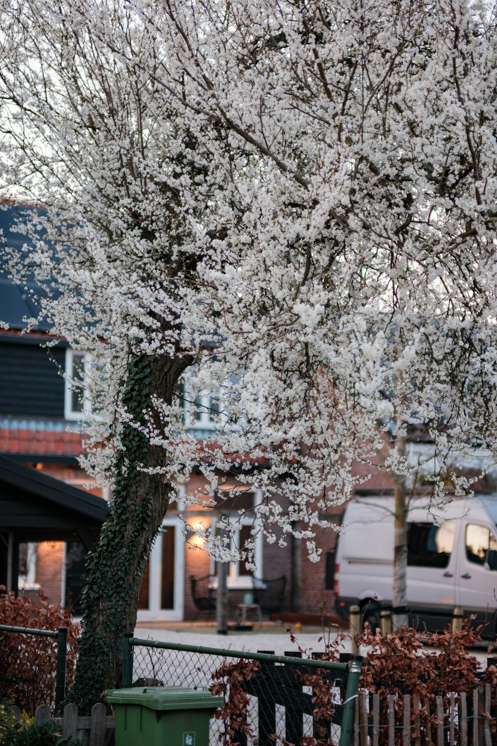 a tree with white flowers in front of a house