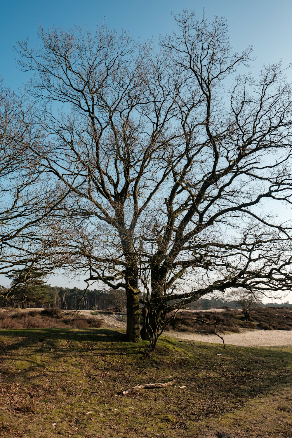 a large tree with no leaves in a field