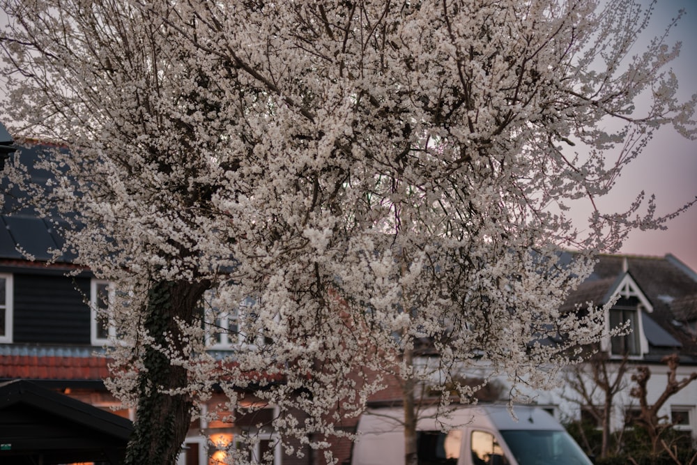 a tree with white flowers in front of a house