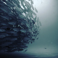 a large school of fish swimming in the ocean