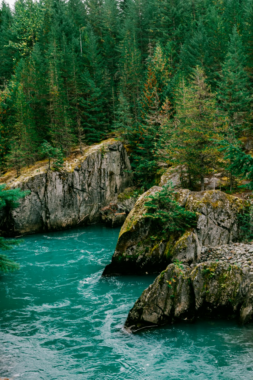 a river flowing through a lush green forest