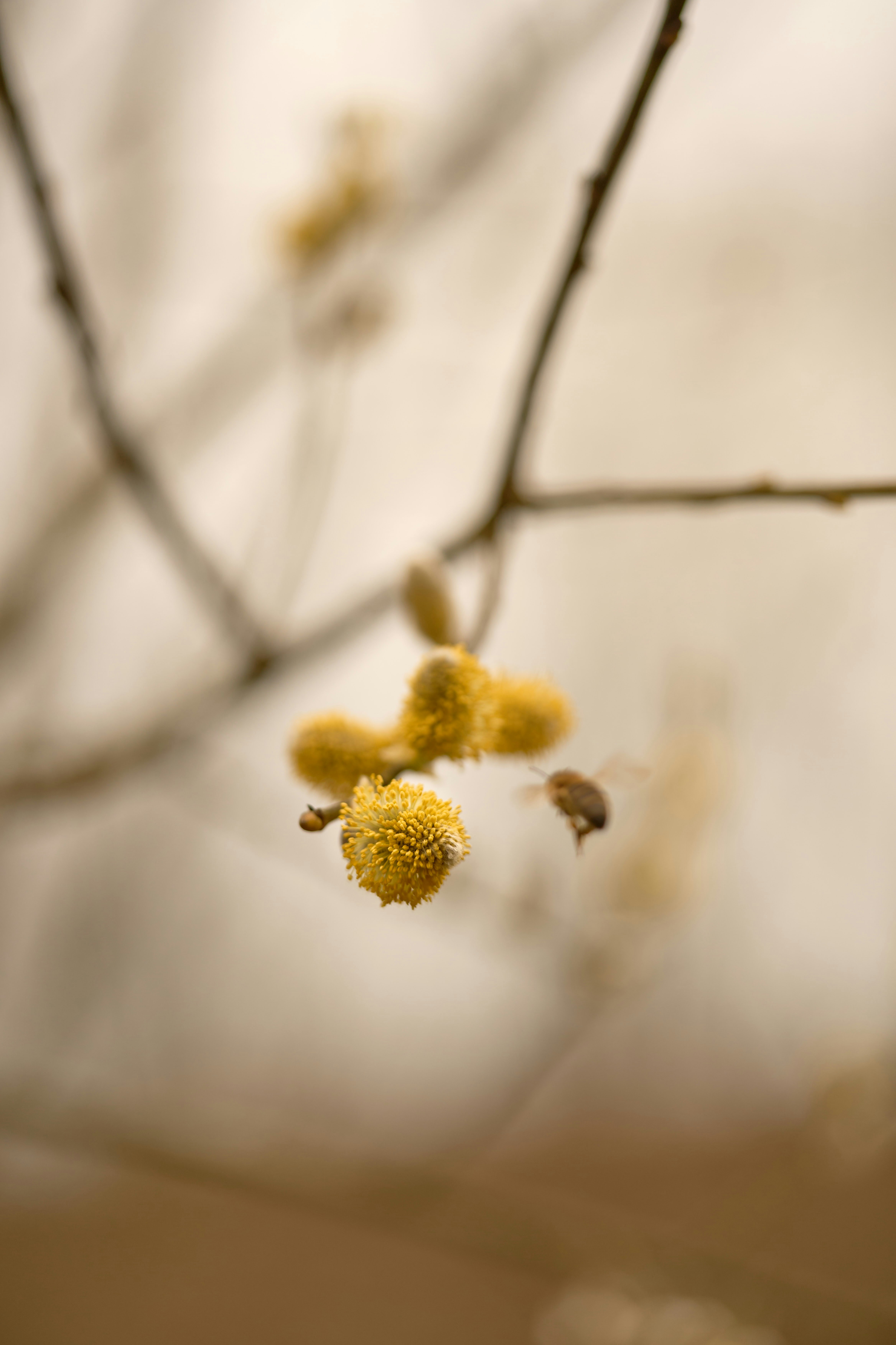 Photo by wolfgang_hasselmann