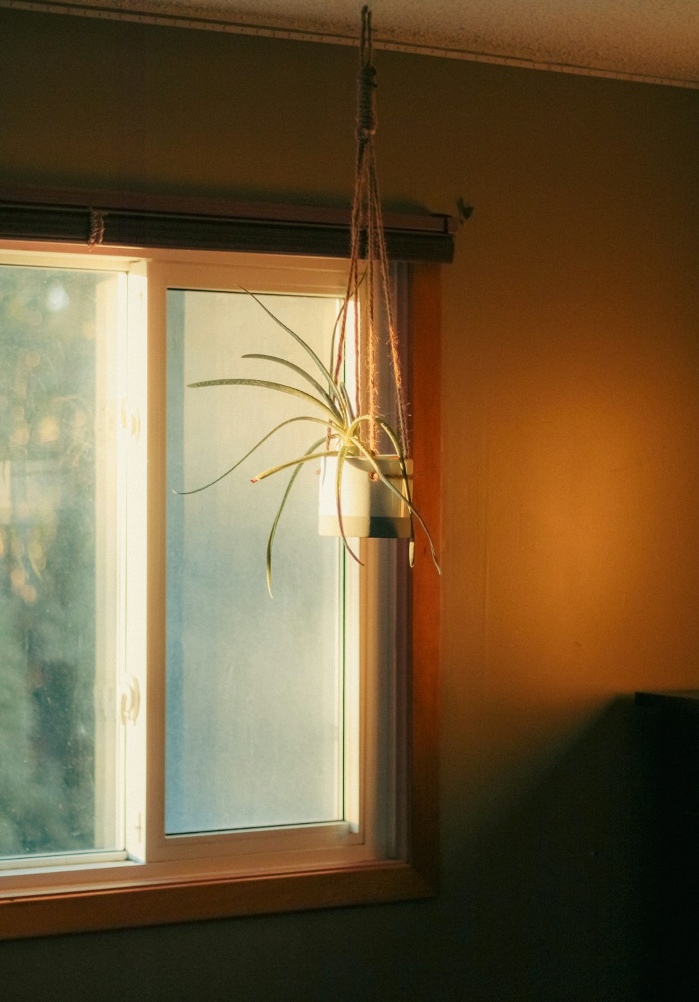 a window with a plant hanging from it's side