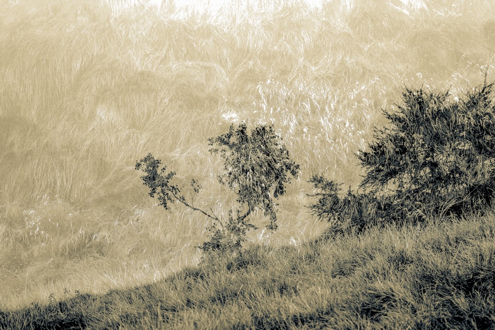 a black and white photo of trees on a hill