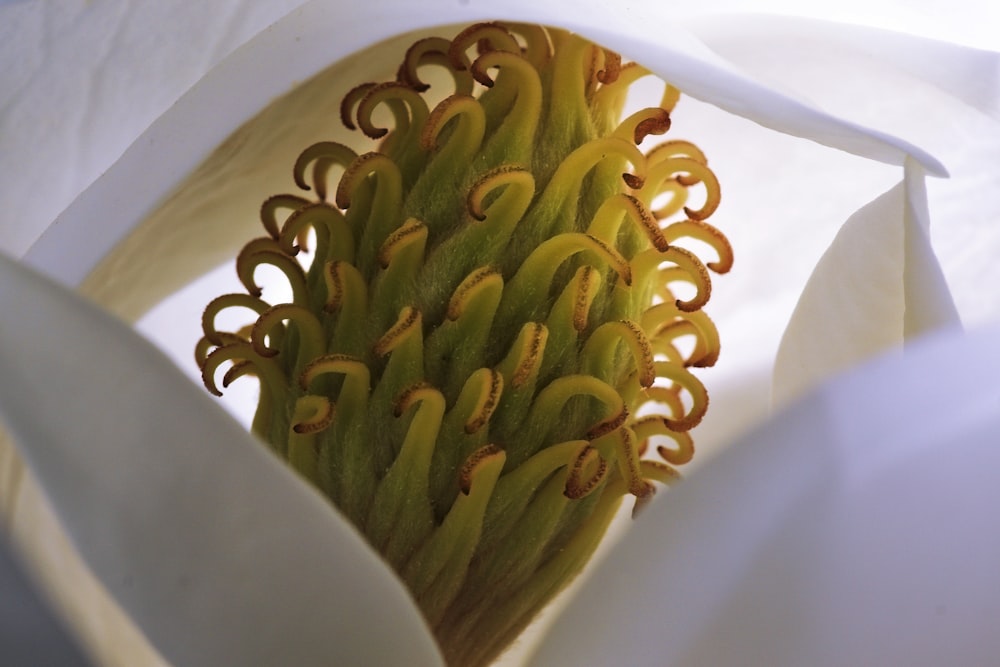 a close up of a flower with a white background