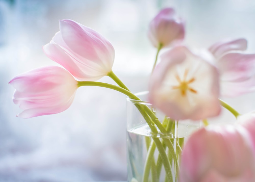 pink tulips in a glass vase on a window sill