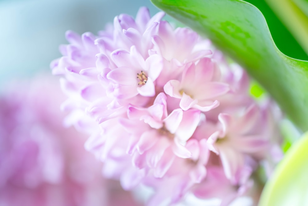 a close up of a pink flower with green leaves