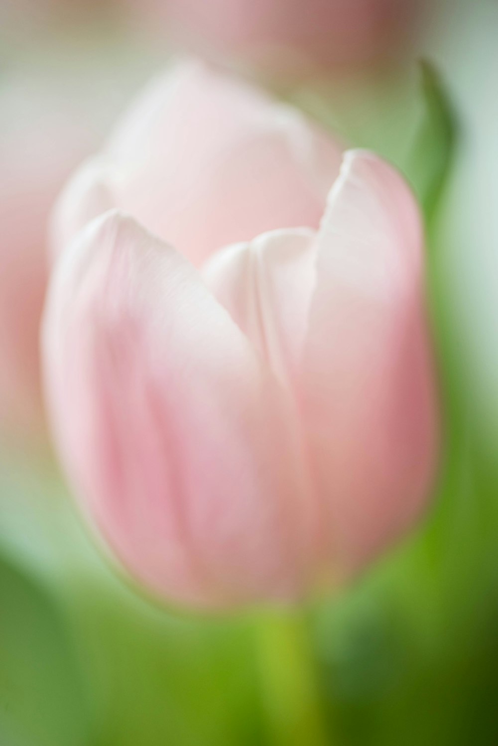 a close up of a pink tulip with a blurry background