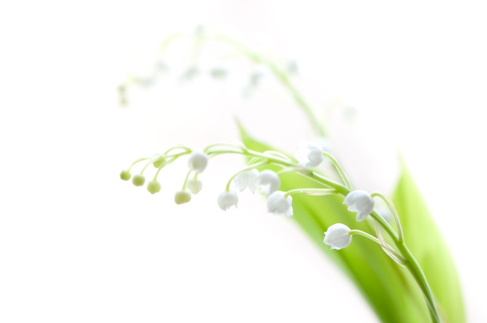 a close up of a flower on a white background