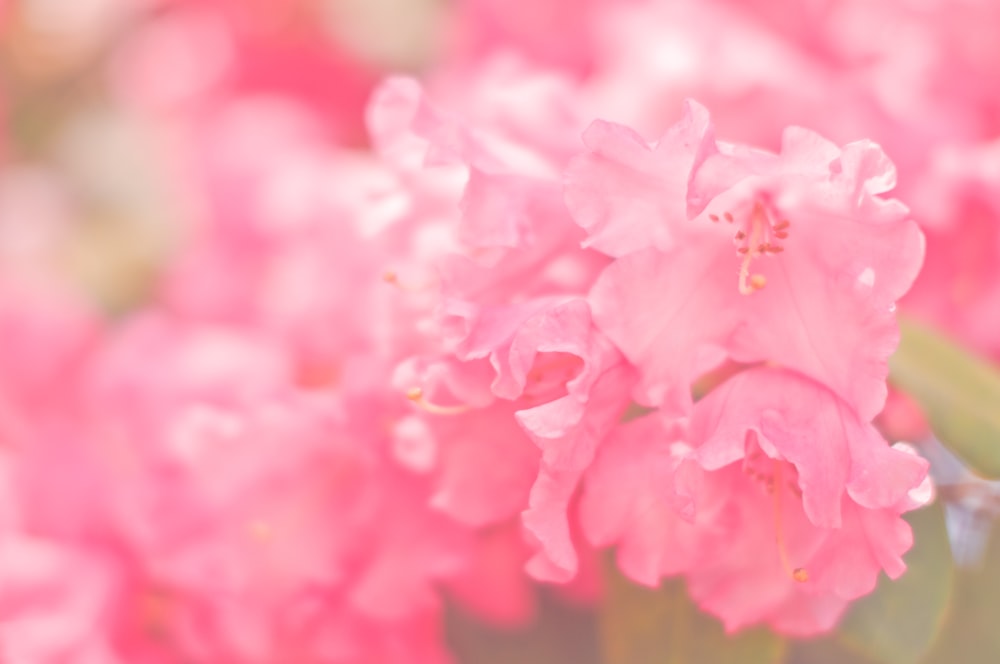 um close up de flores cor-de-rosa com folhas verdes