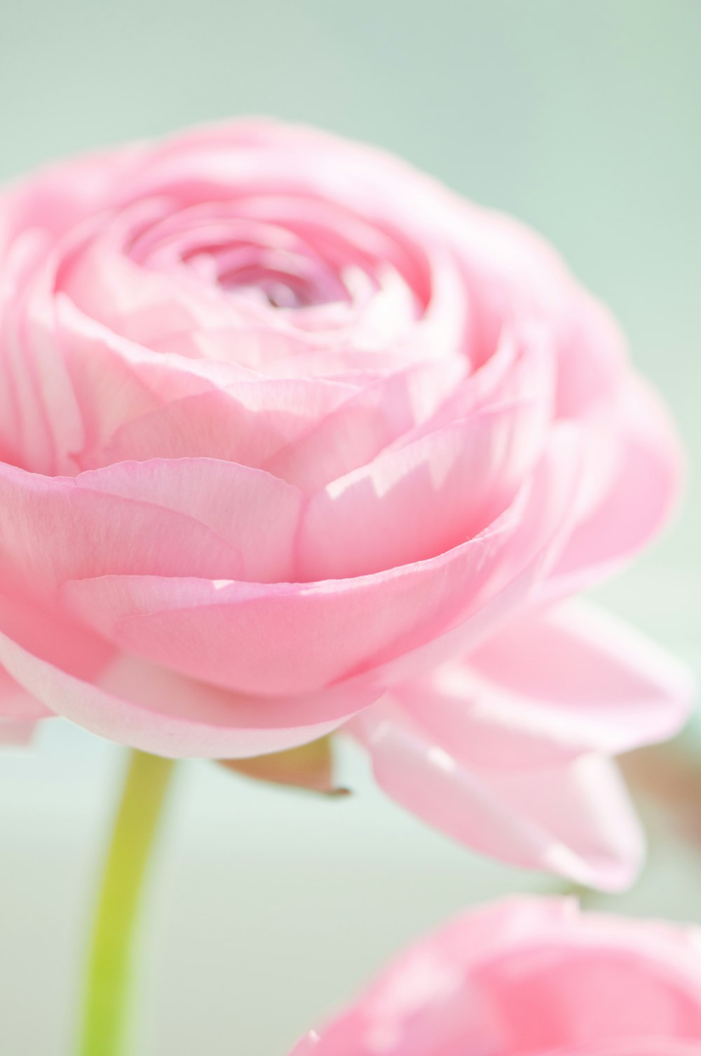 a close up of a pink flower with water droplets