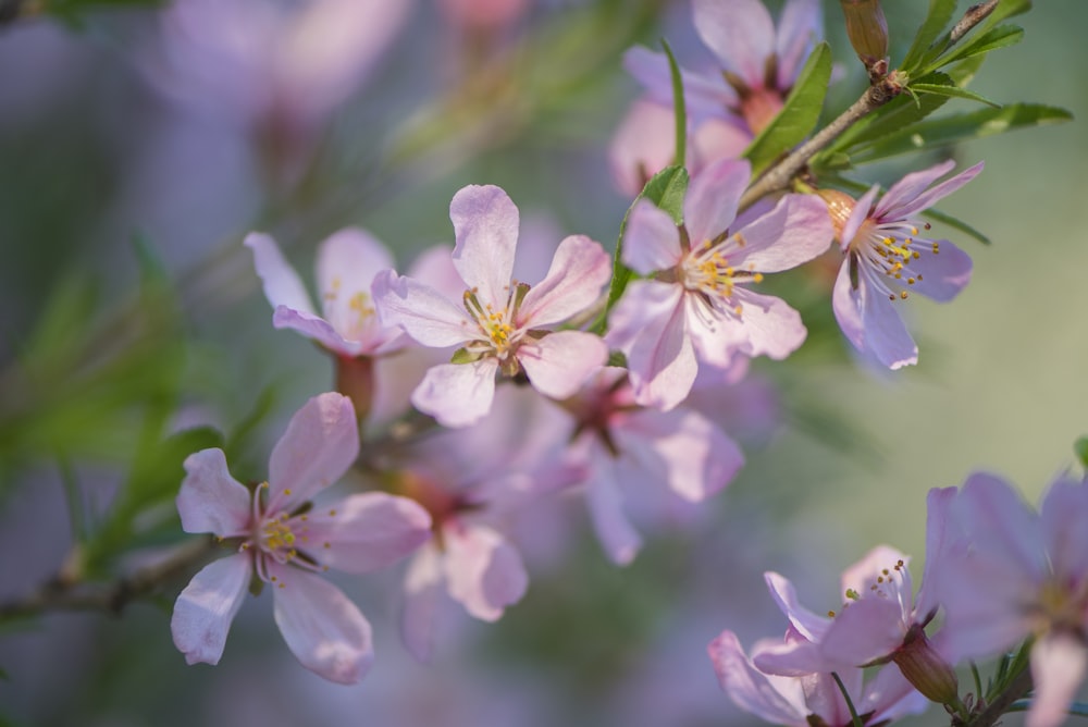 a close up of some pink flowers on a tree