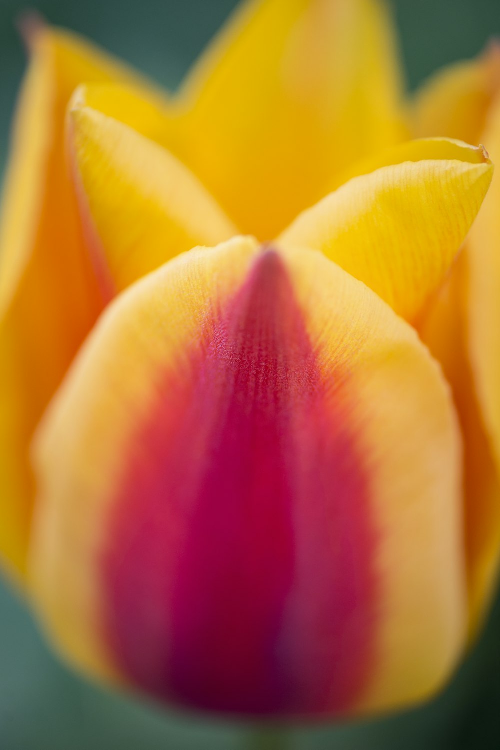 a close up of a yellow and red flower