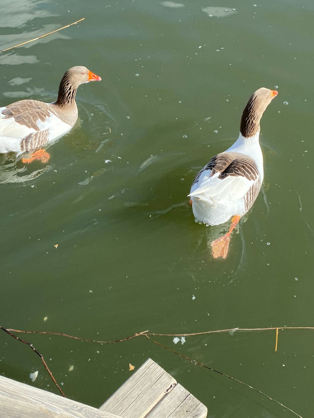two ducks are swimming in the water near a dock