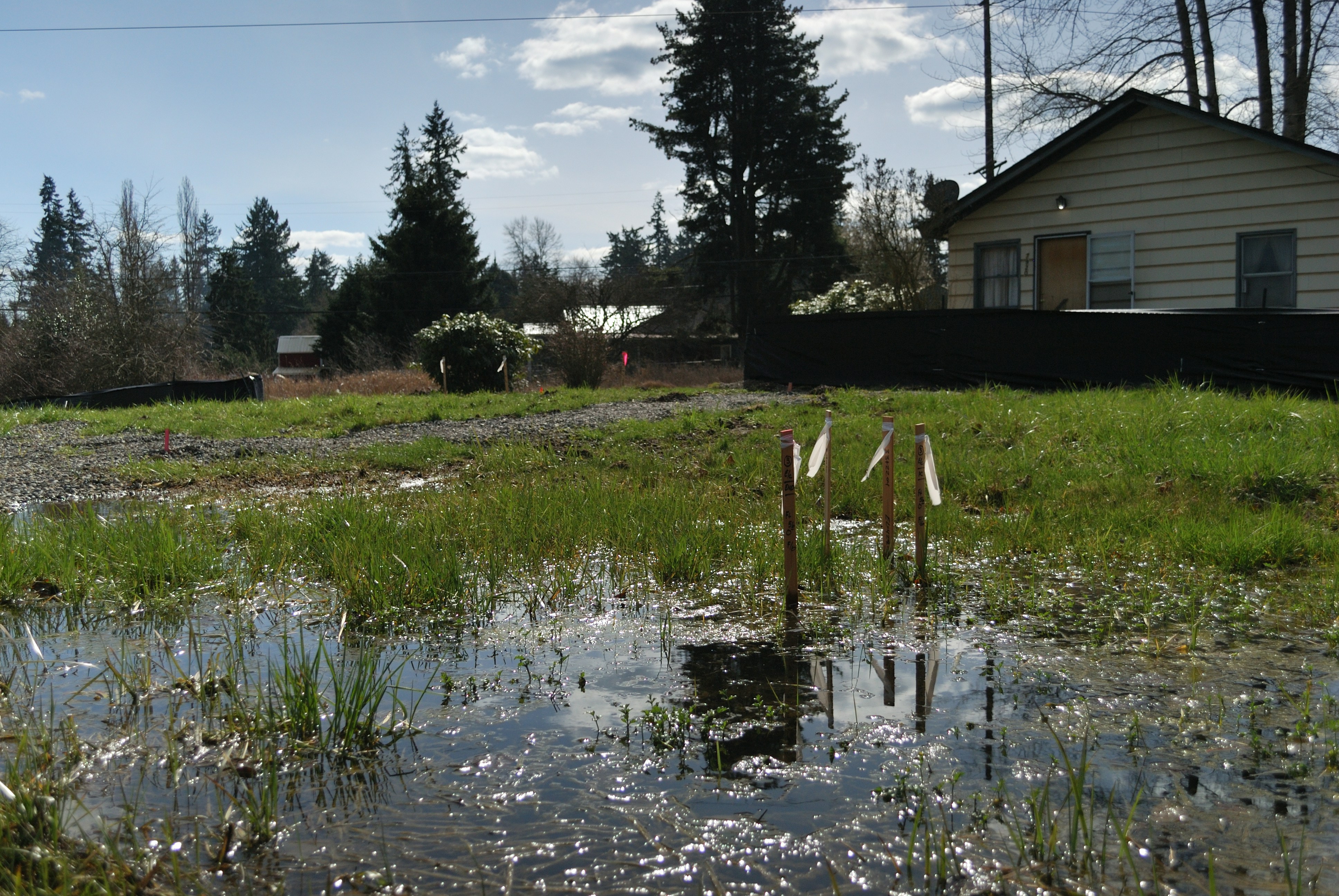 a waterlogged lawn with puddles near a house foundation - Landscape drainage systems