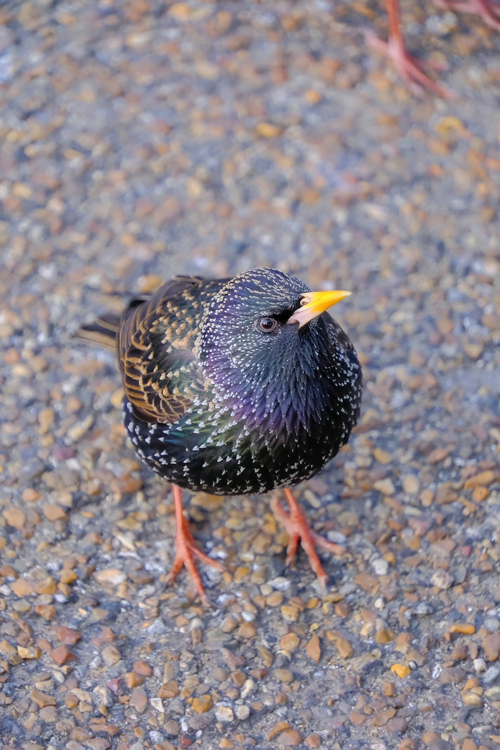 a black bird with a yellow beak standing on gravel