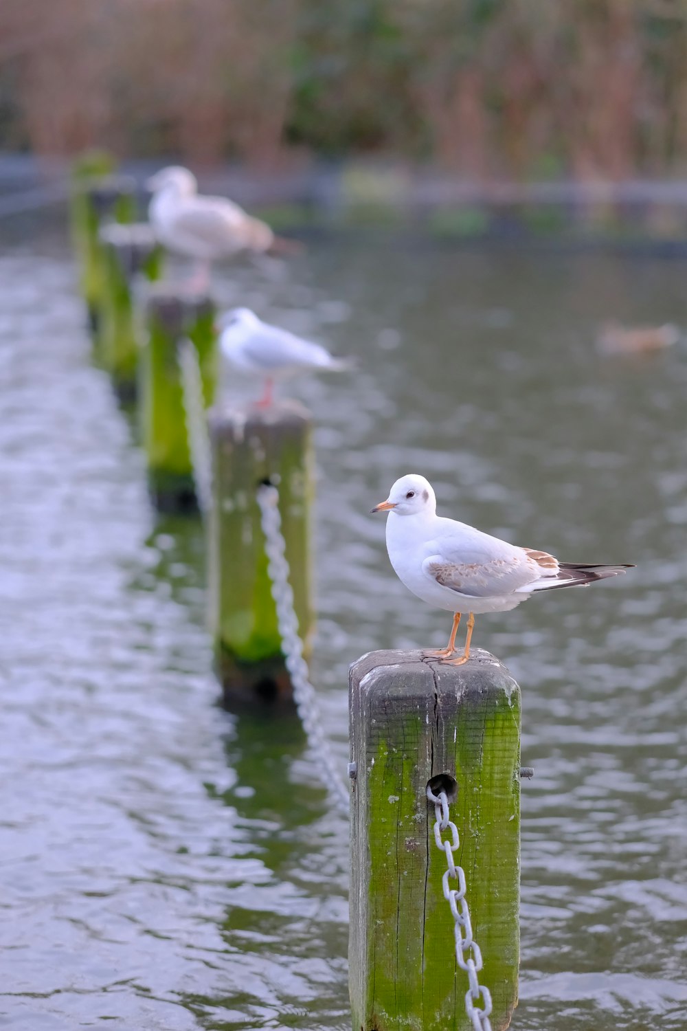 a group of seagulls sitting on top of wooden posts in the water