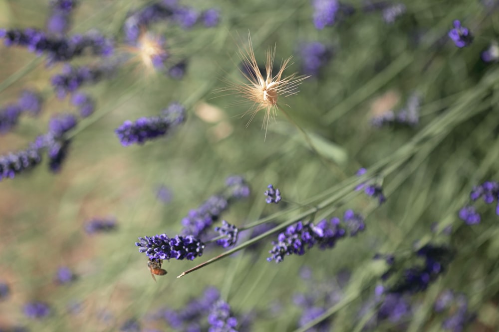 a close up of a bunch of purple flowers