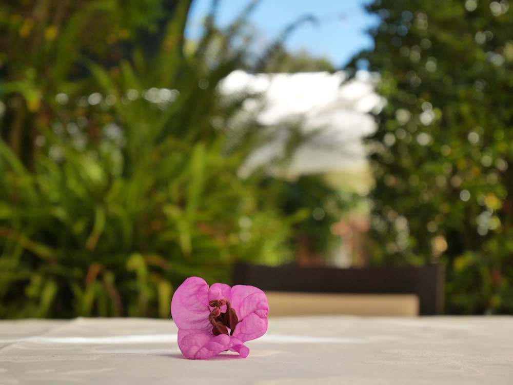 a pink flower sitting on top of a white table