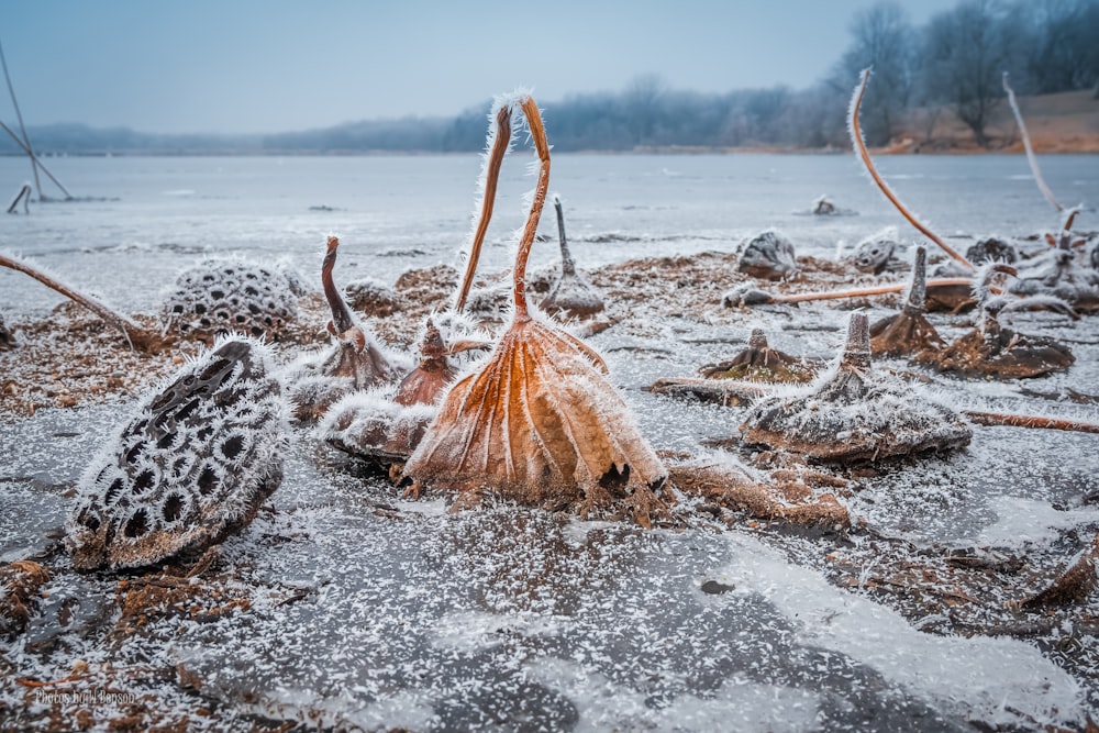 a bunch of frozen plants sitting on top of a frozen lake