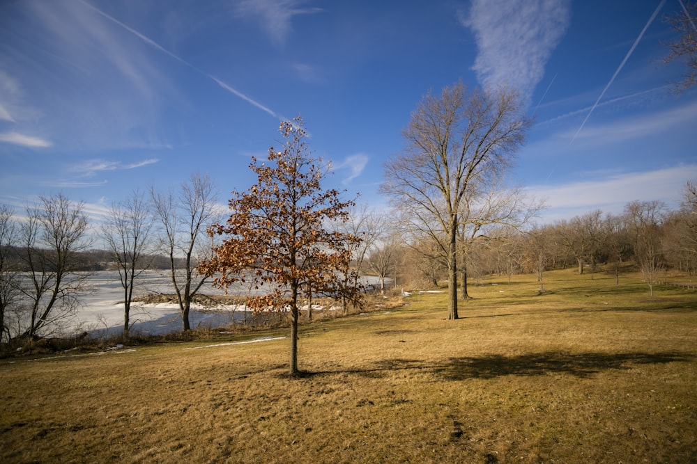 a tree in a field with a lake in the background