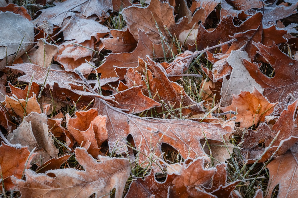 un bouquet de feuilles qui sont sur le sol