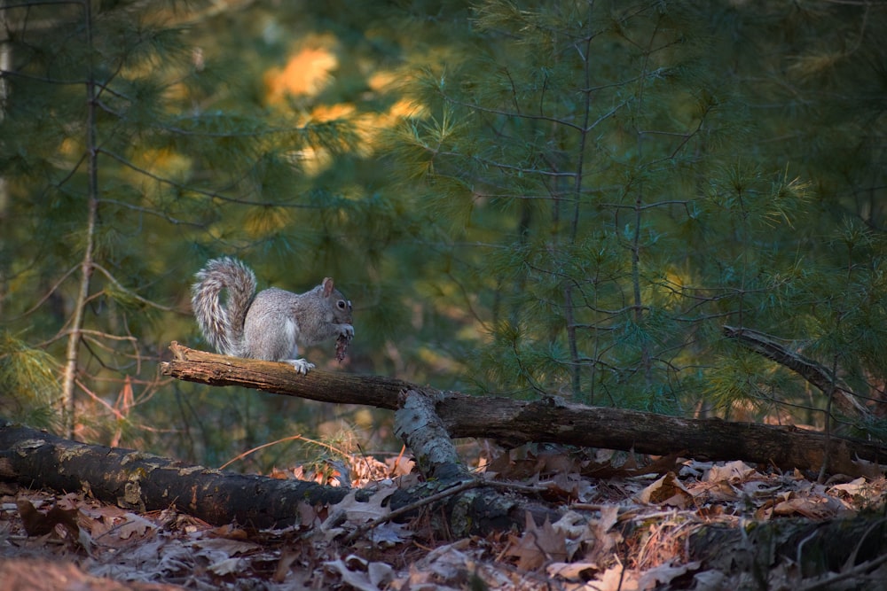 a squirrel is sitting on a log in the woods