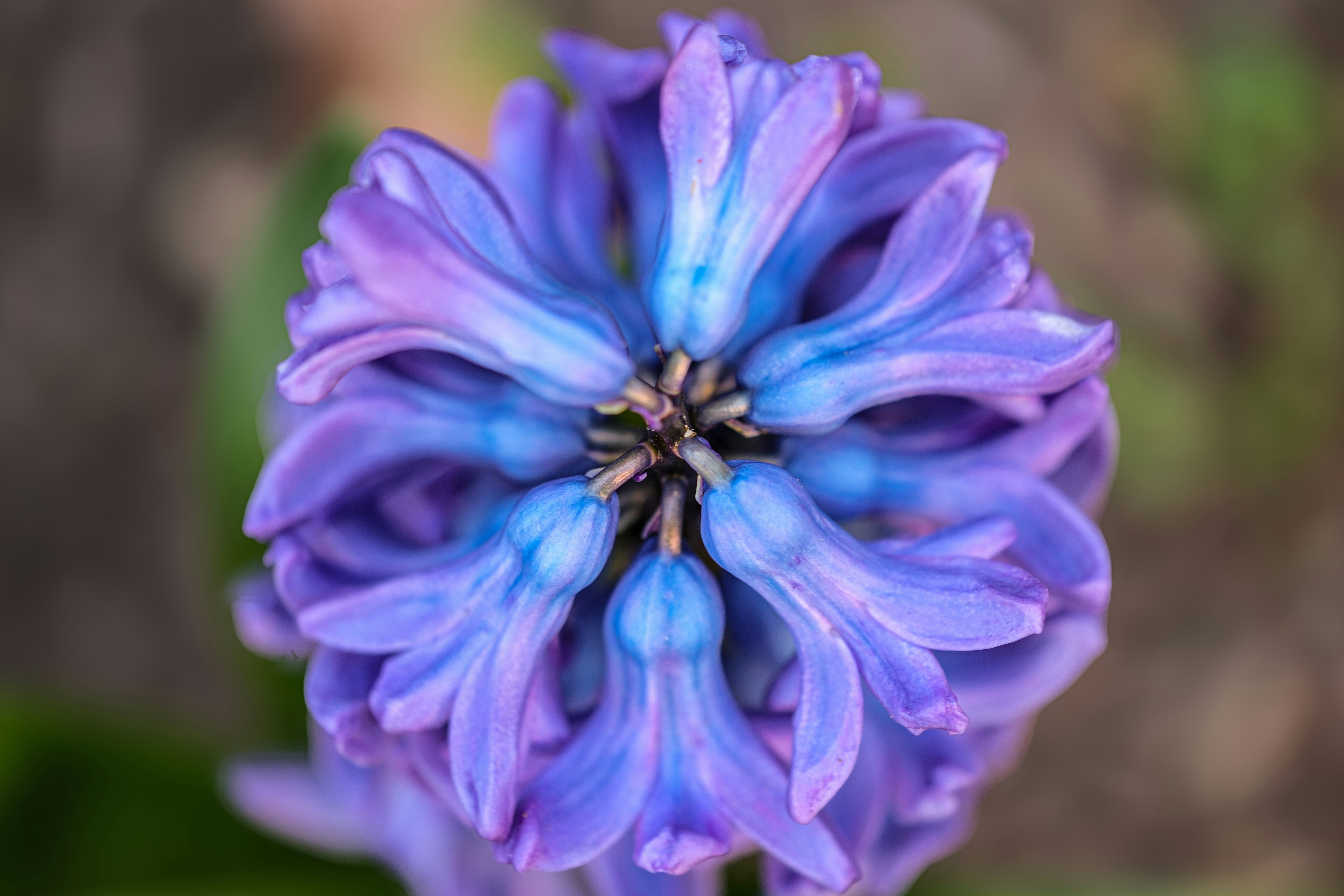 a close up of a purple flower with a blurry background