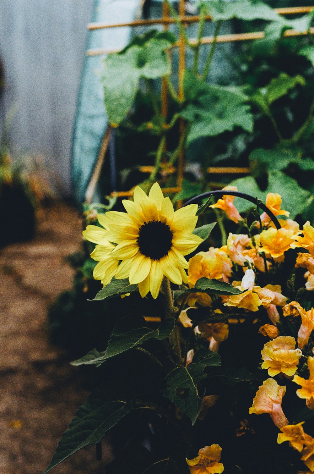 a sunflower in a greenhouse with other plants