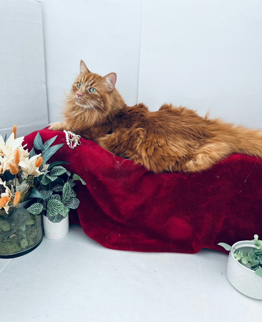 a cat laying on a red blanket next to a potted plant