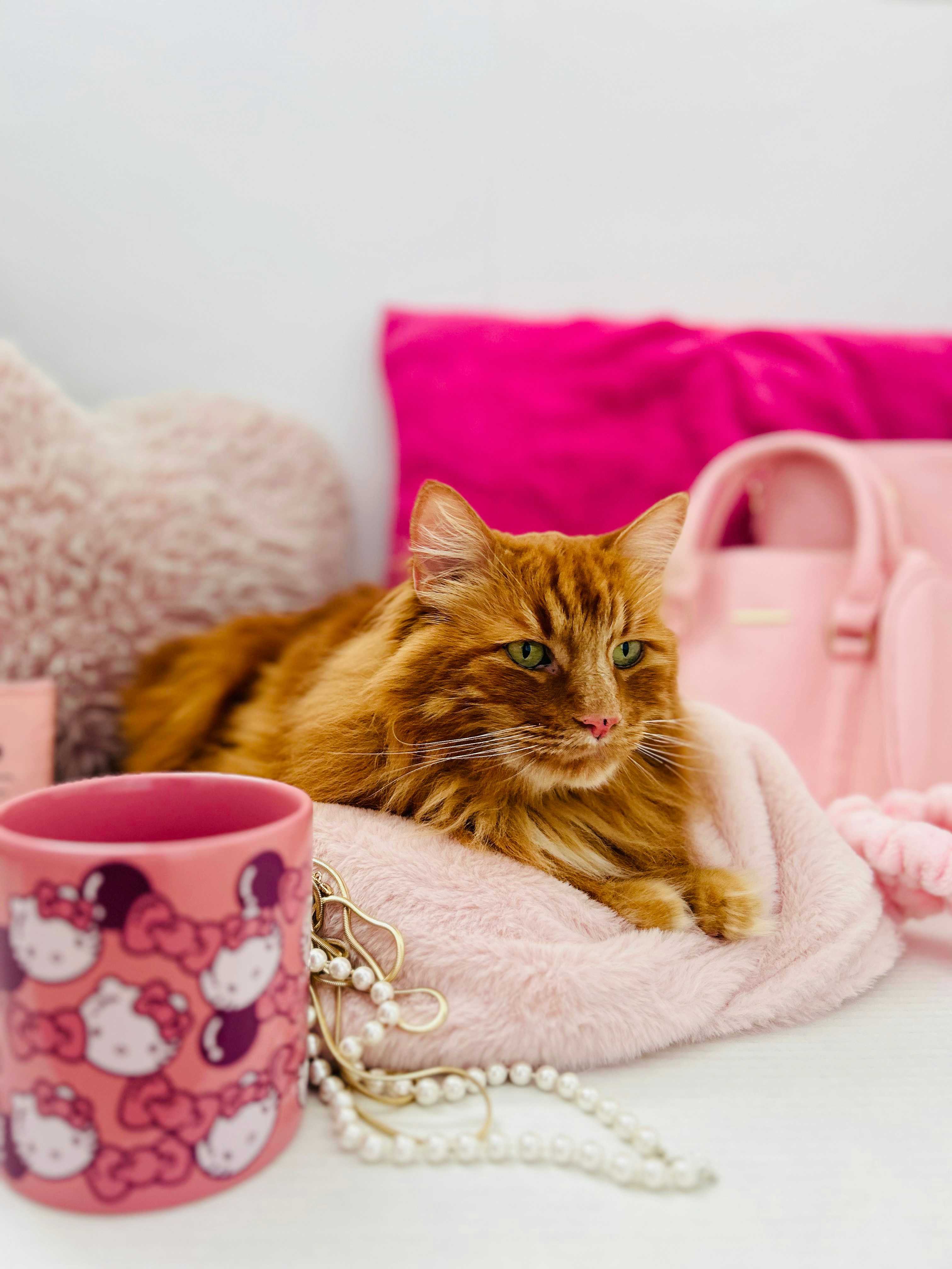 6 Cat Care for Beginners Essentials You Need at Home