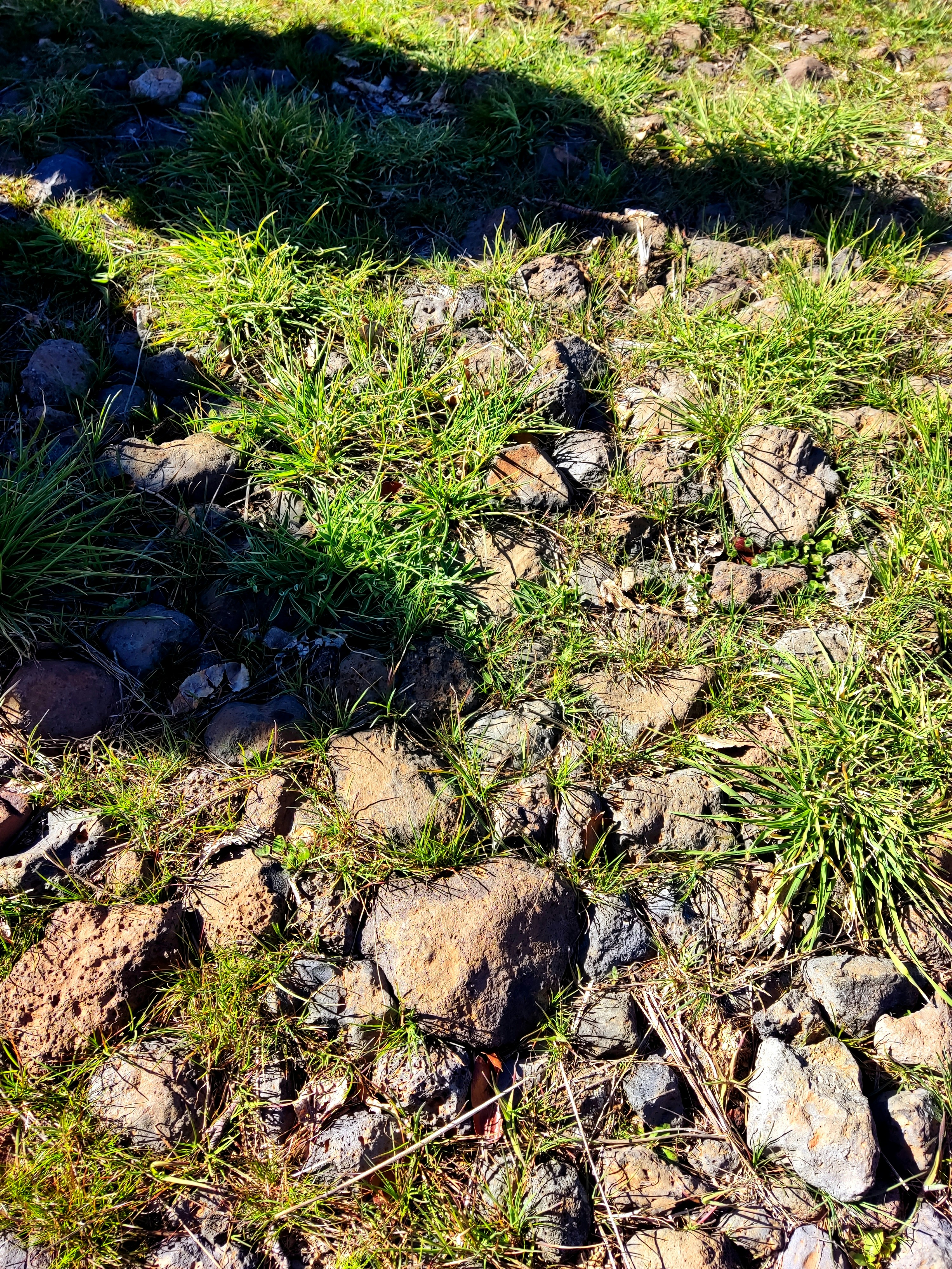 um cão preto e branco deitado em cima de um campo coberto de grama